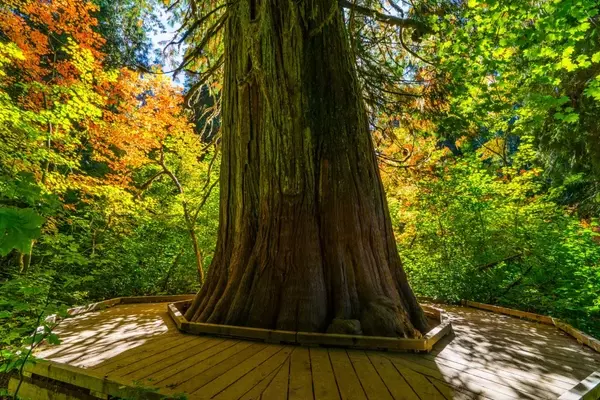 Iconic Ancient Forest in Mount Rainier National Park Nears Reopening After Years of Closure