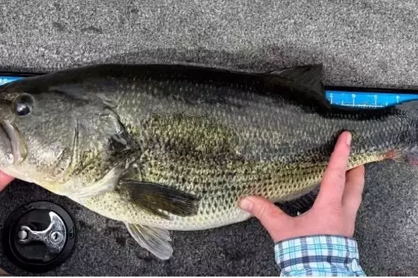 Minnesota Angler Sets New Largemouth Bass Catch-and-Release Record
