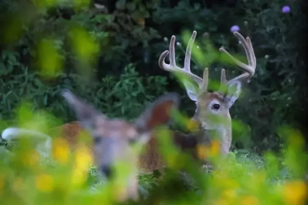 Uncovering the Hidden Havens of Trophy Whitetails
