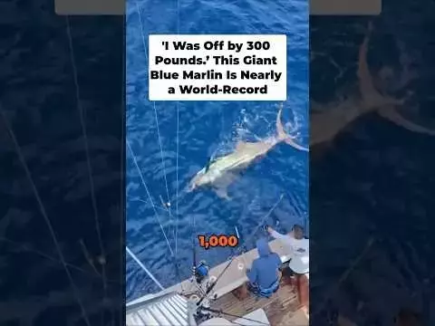 Near World Record Atlantic Blue Marlin Caught