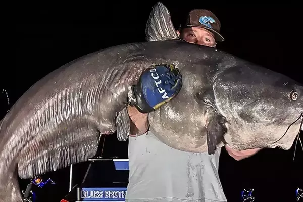 Veteran Angler Reels in Massive 108-Pound Blue Catfish During Summer Heatwave