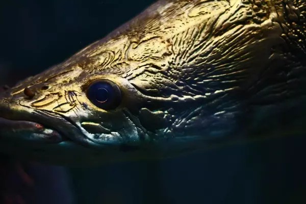Florida's Aquatic Transformation: From Local Waters to a 'New Amazon'