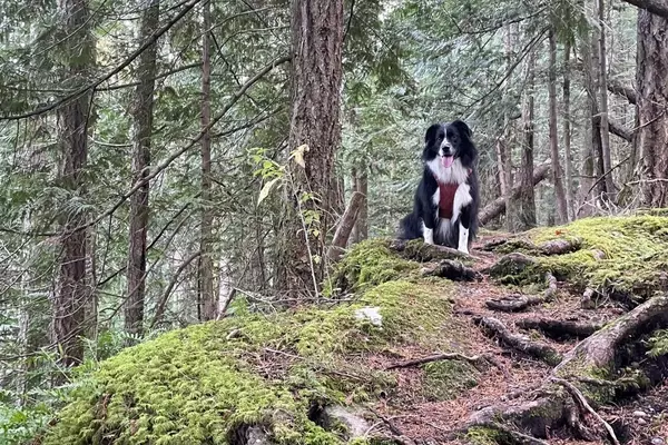 Enhancing Outdoor Adventures with Your Canine Companion