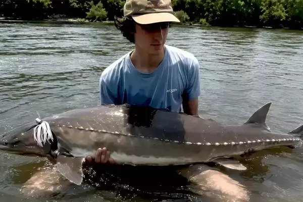 Angler Catches Rare Atlantic Sturgeon While Fishing for Striped Bass