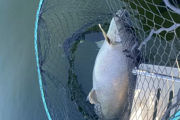 Idaho Angler Sets New Catch-and-Release Record with Massive Lake Trout