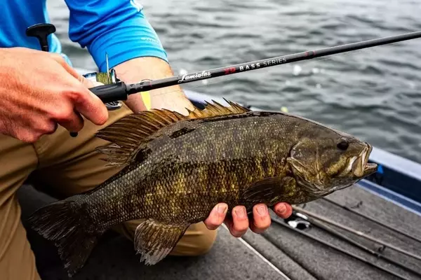 Advanced Bass Fishing Strategies: Lures, Flies, and Seasonal Tactics