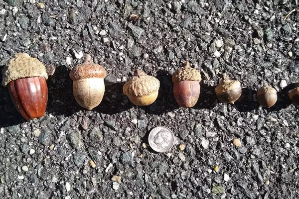 Understanding Acorns: A Deer Hunter's Guide to Oak Trees