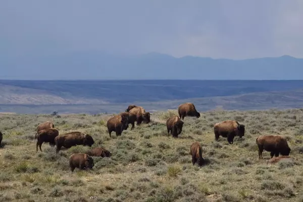 Federal Court Upholds Bison Grazing Rights on Montana Prairies
