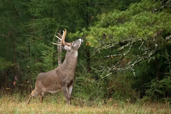 Unlocking Deer Behavior: Differentiating Useful and Misleading Whitetail Signs for Hunters