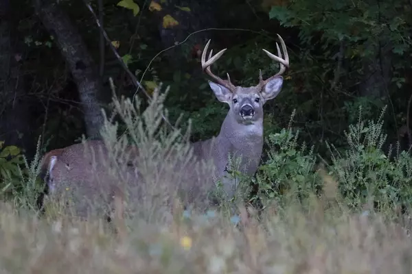 Mastering the Hunt: Strategies for Pursuing Elusive Swamp Deer