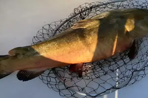 Teen Angler Reels in Record-Breaking Flathead Catfish in Texas