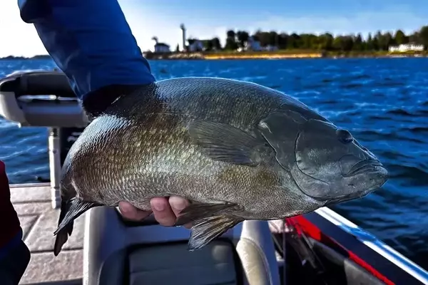 Advanced Bass Care Strategies for Tournament Anglers
