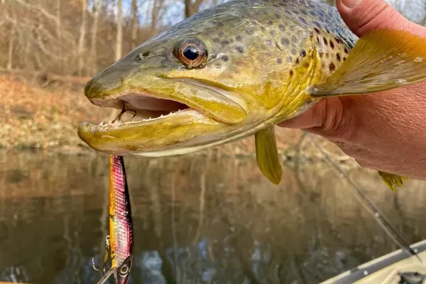 Mastering Autumn Trout Fishing: Techniques for Rivers and Streams