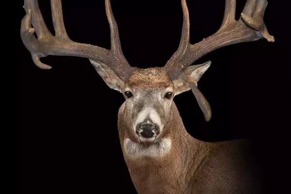 Unraveling the Mysteries of Legendary Whitetail Bucks