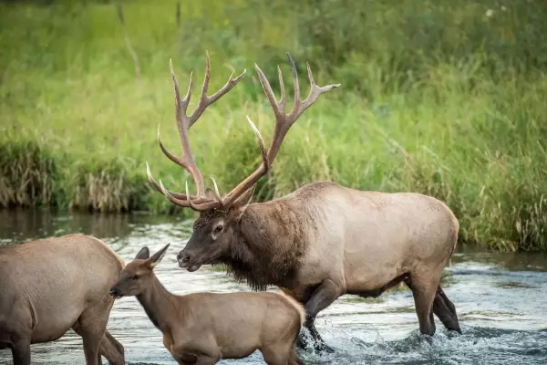 The Debate Over Scoring Big Game Animals: What Drives Hunters?