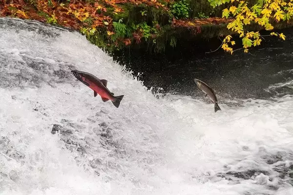 NOAA's 2026 Fisheries Restoration Funding: A Look at the $103 Million Initiative