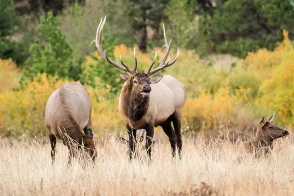 Autumn's Symphony: Six Hikes to Immerse in Nature's Distinct Sounds