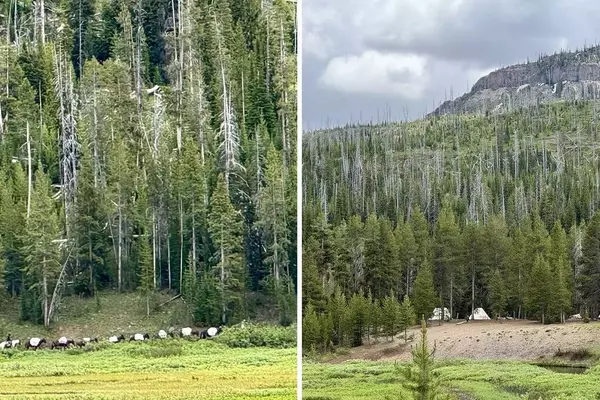 Yellowstone's Thorofare: A Wilderness Under Pressure