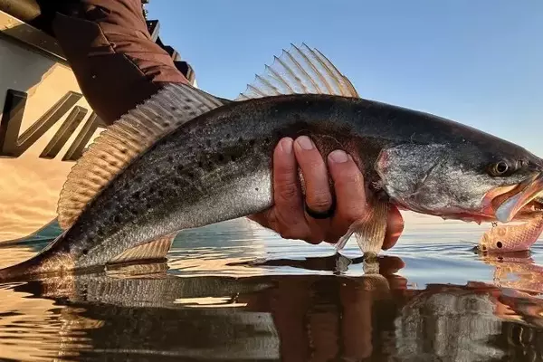 Mastering Speckled Trout Angling in the Mississippi River-Gulf Outlet