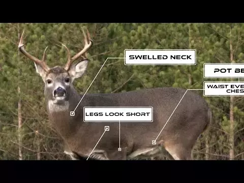 Mastering Deer Age Estimation for Enhanced Hunting