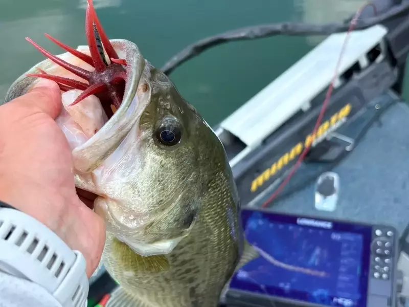 Exploring the World of Urchin Baits for Bass Fishing