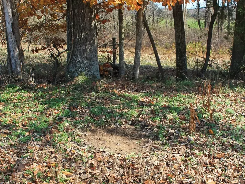 The Comprehensive Guide to Crafting Effective Mock Scrapes for Deer Hunting